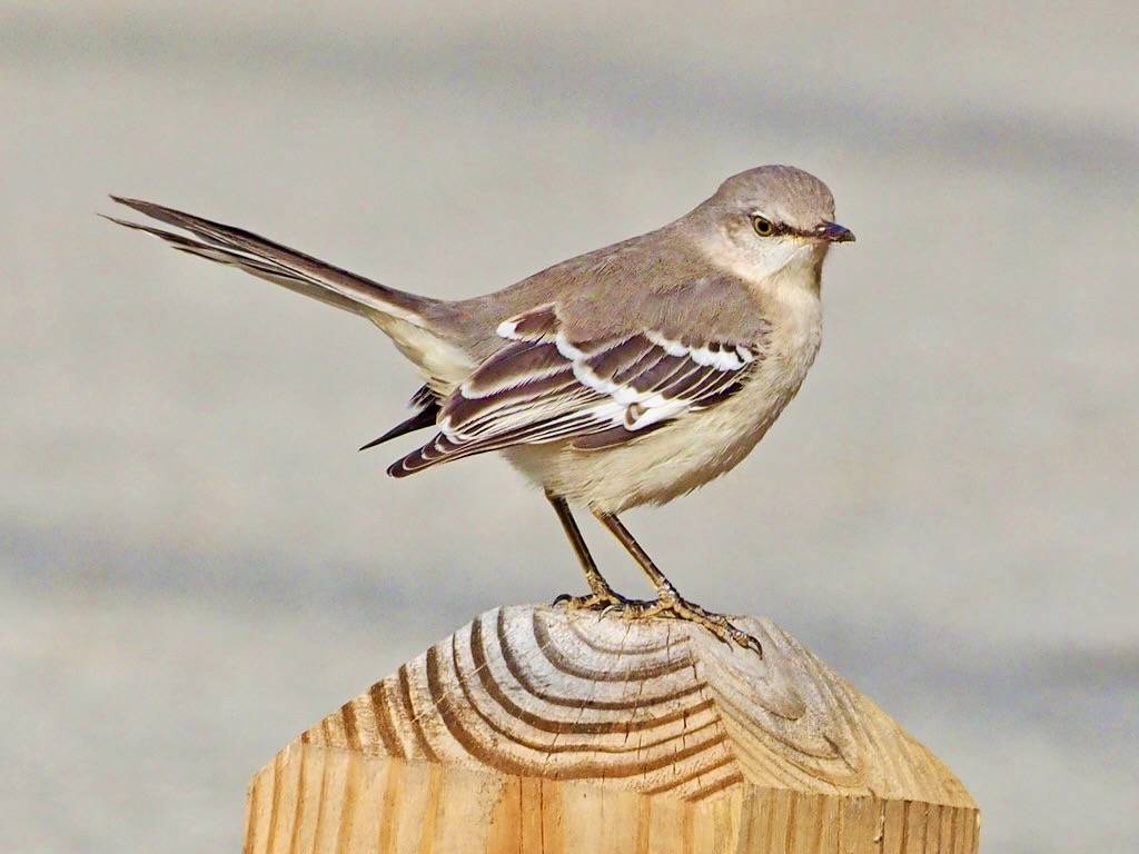 Northern Mockingbird - Mimus polyglottos, Veteran's Park, Woodbridge, Virginia by Judy Gallagher is licensed under CC BY 2.0.